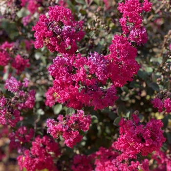 Lagerstroemia - hybride - Red Red Wine - Lagvar
